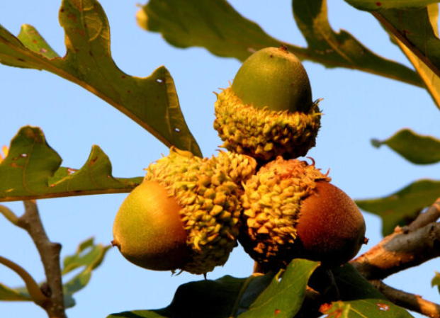 Bur oak.png