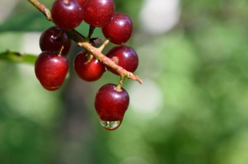 wild grapes dripping with raindrops