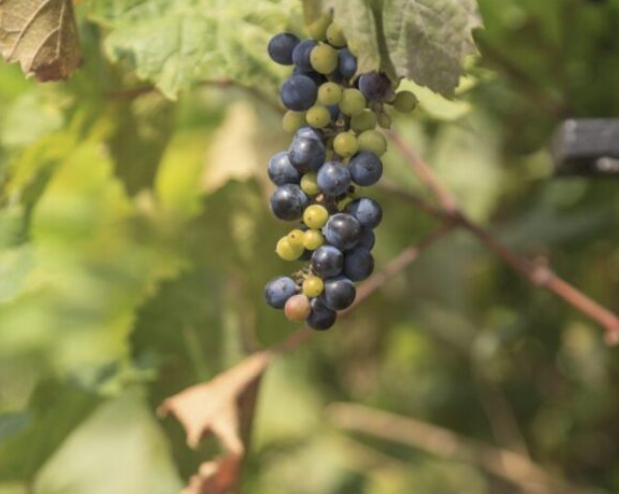 Wild grape.png
