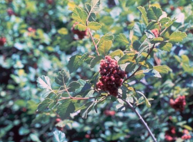 Fragrant sumac.png
