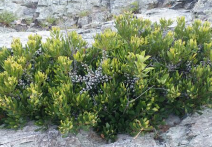 Bayberry Myrica pensylvanica.png