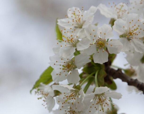 wild black cherry.png