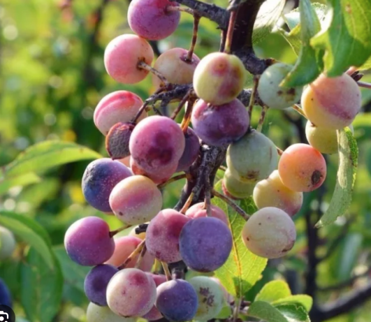 american plum.png