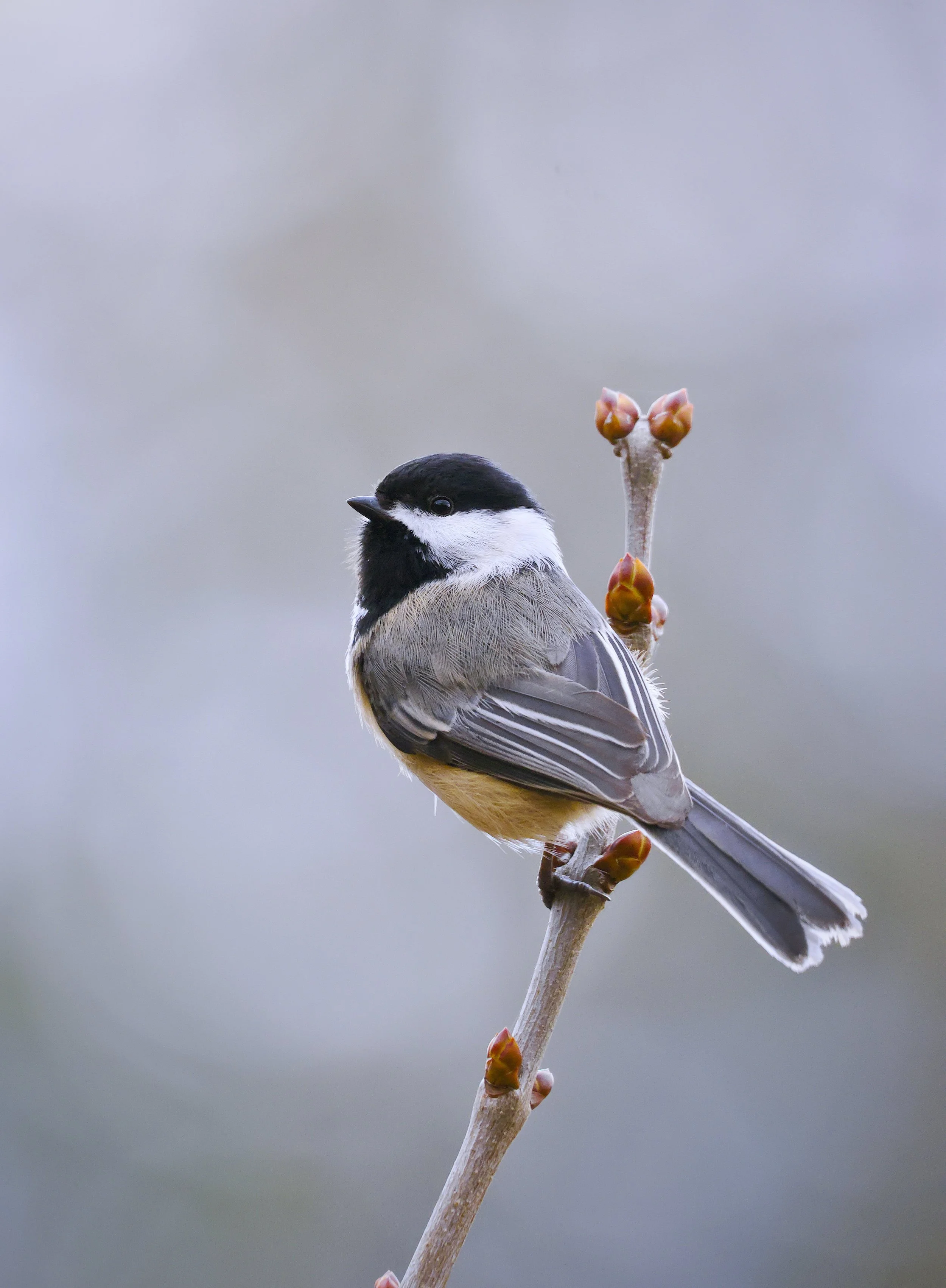 maine chickadee perched atop a native sumac branch