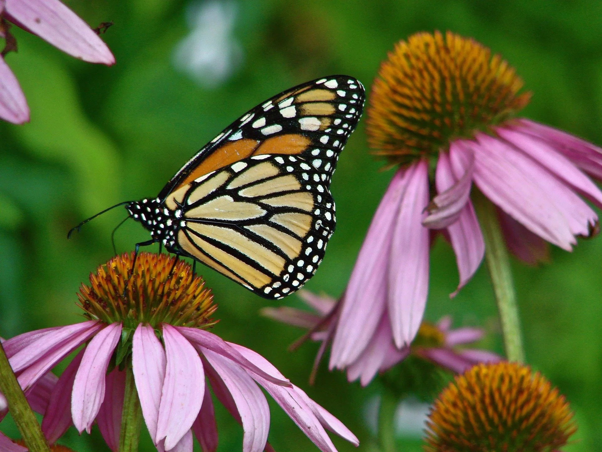 A butterfly visiting a purple coneflower