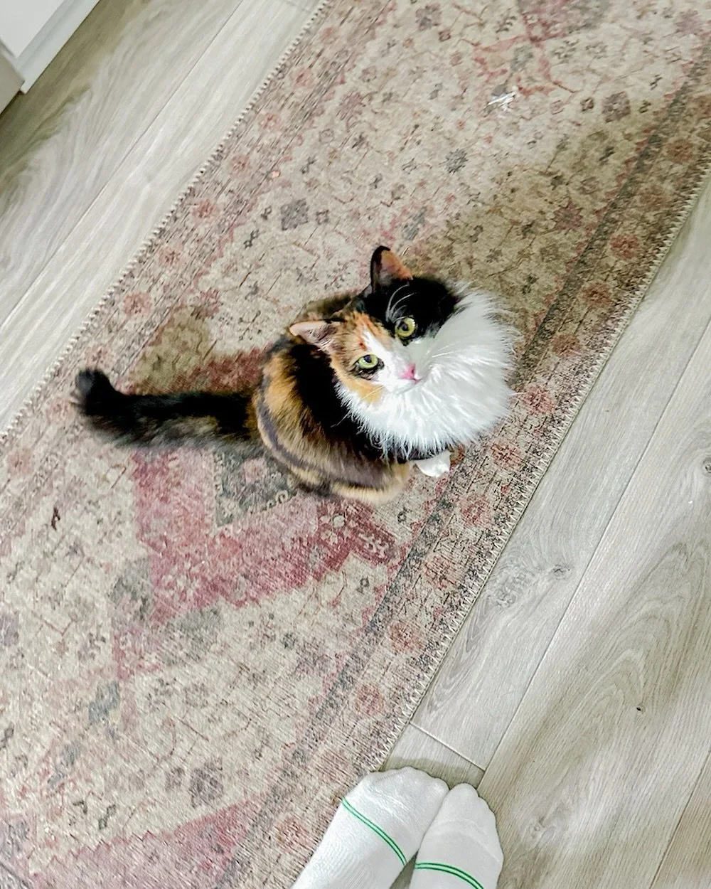 meet miss mia! 💛 she gets very excited for cuddles, wet food, and playing with her toys 🥰

concord nc pet sitter, harrisburg nc pet sitter, kannapolis nc pet sitter