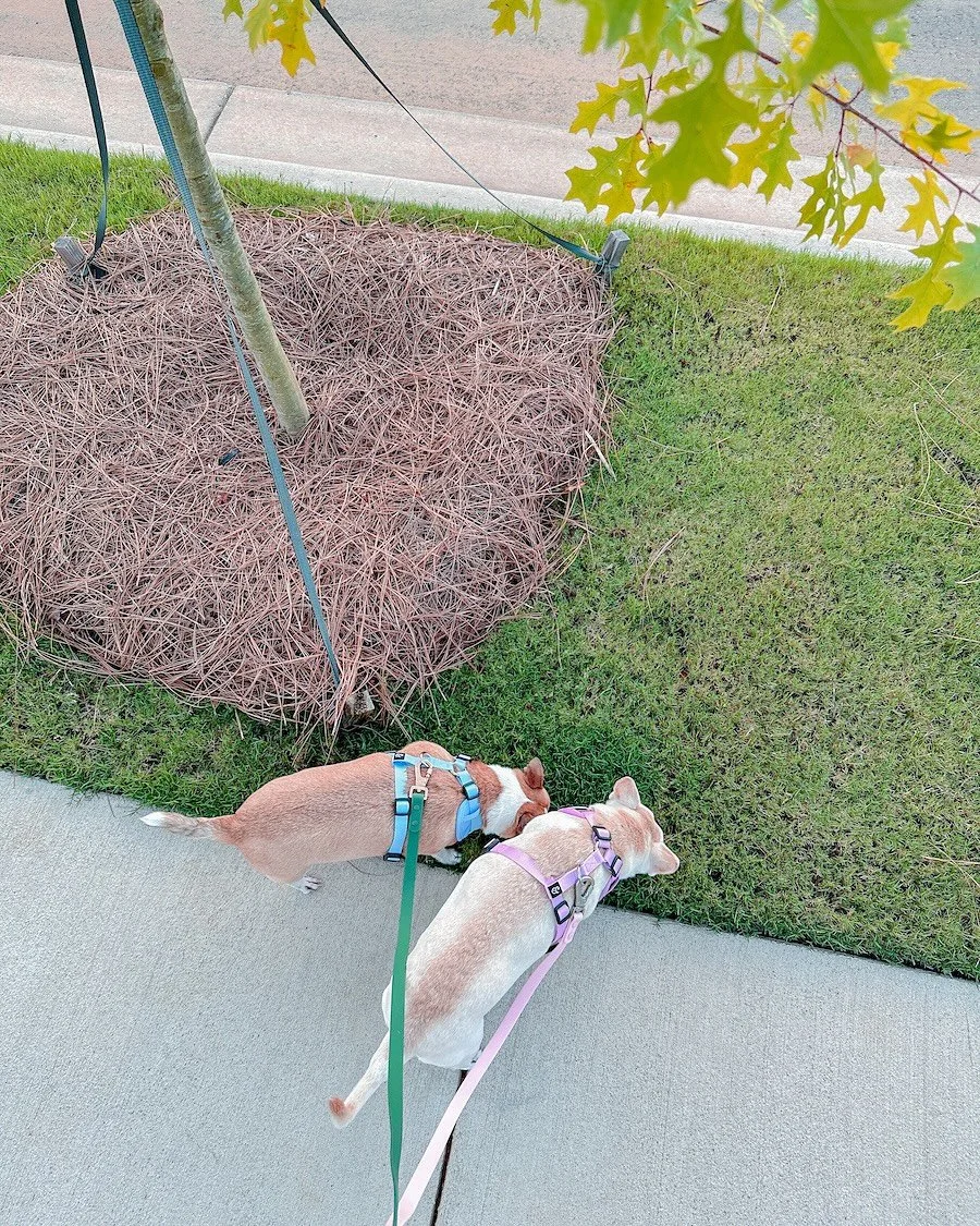 meet sophie and diego! 🥰 they love sniffing around on walks, meal/treat time, and cuddles on the couch 💕

concord nc pet sitter, harrisburg nc dog walker