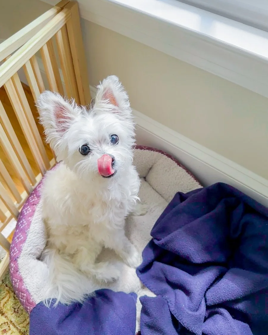 introducing&hellip;jack! 💛 he loves sniffing around his yard, treats, and lots of cuddles 🥰