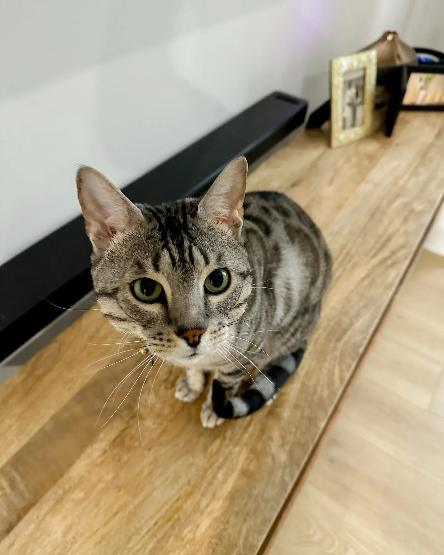 benjen! he can be so mischievous but also such a sweetheart 🥰

concord pet sitting, harrisburg pet sitting