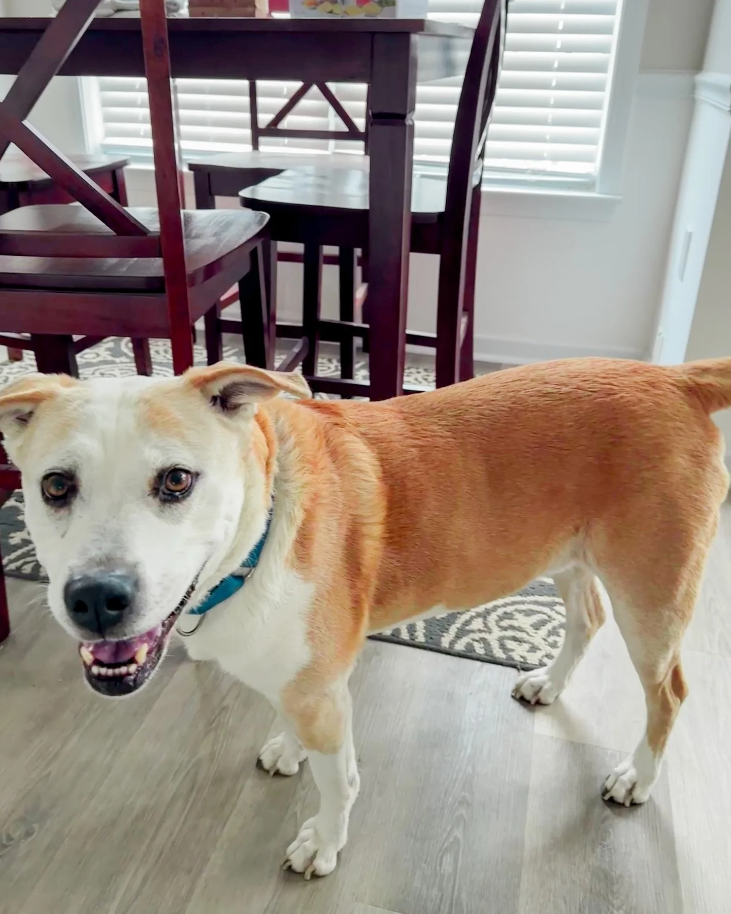meet leo! 💛 he&rsquo;s super sweet, loves his walks and time playing with his soccer ball⚽️ 🐾

concord nc pet sitter, harrisburg nc dog walker
