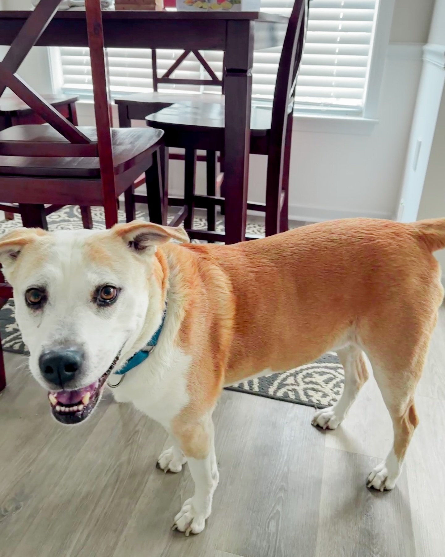 meet leo! 💛 he&rsquo;s super sweet, loves his walks and time playing with his soccer ball⚽️ 🐾

concord nc pet sitter, harrisburg nc dog walker