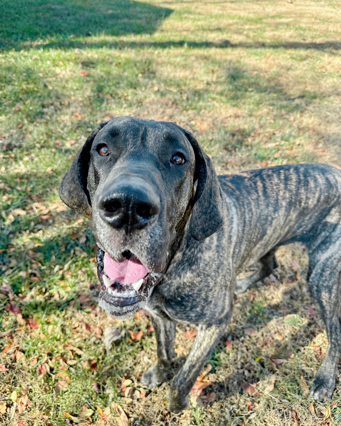 meet moose! 💛 he&rsquo;s one of the biggest puppies we&rsquo;ve cared for&mdash; he absolutely loves getting out to sniff on his walks, playing with his sister, and eating all the snacks he can get haha 🥰

harrisburg nc pet sitter dog walker, conco