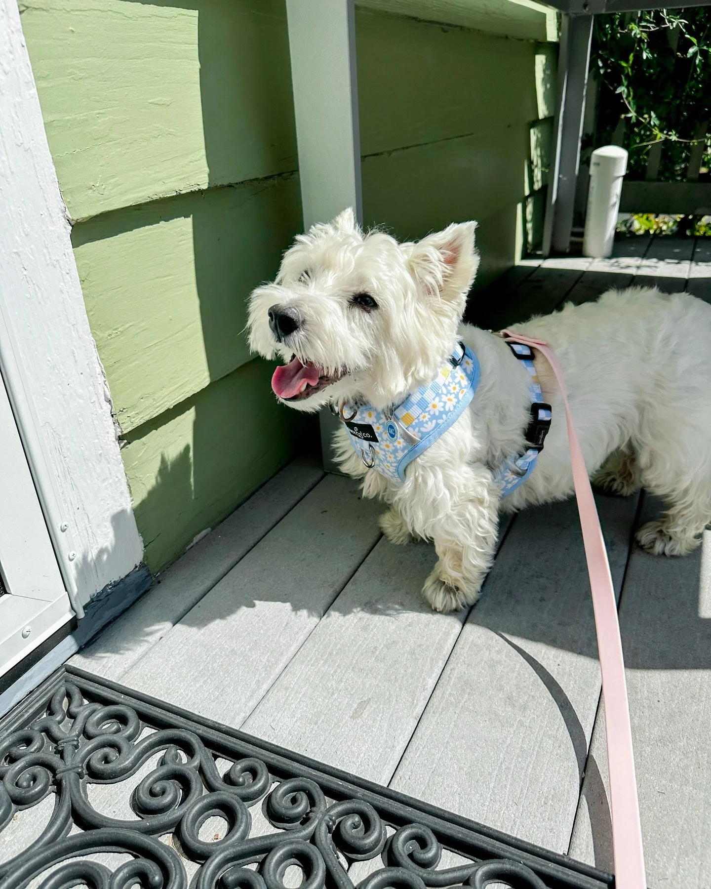 sweet flora loves her walks! 💛

harrisburg dog walking, concord pet sitting