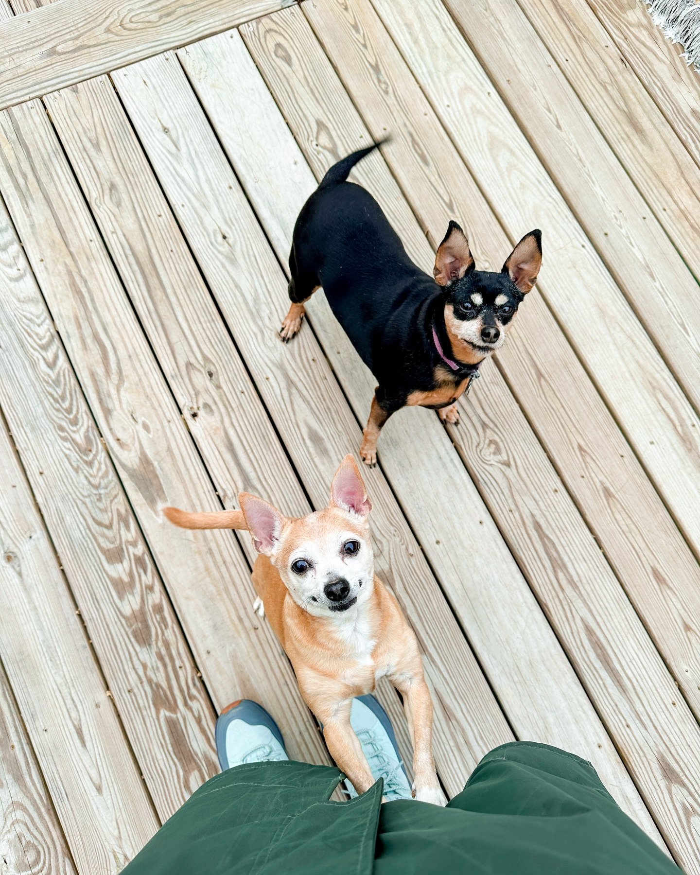 rainy day visits with izzy and scrappy 🩵🌧️

nc pet sitting and dog walking 🐾