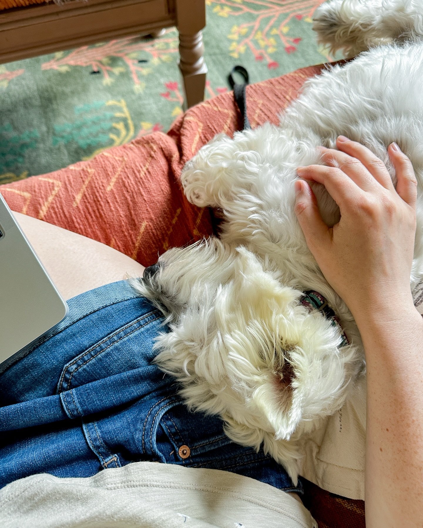 if you&rsquo;ve ever wondered what our live-in care is like, this is a lot of it 💛💛 we spend the majority of our time living at your house with your pet cuddling, playing, and going on fun walks together. they get to stay where they feel safe and c