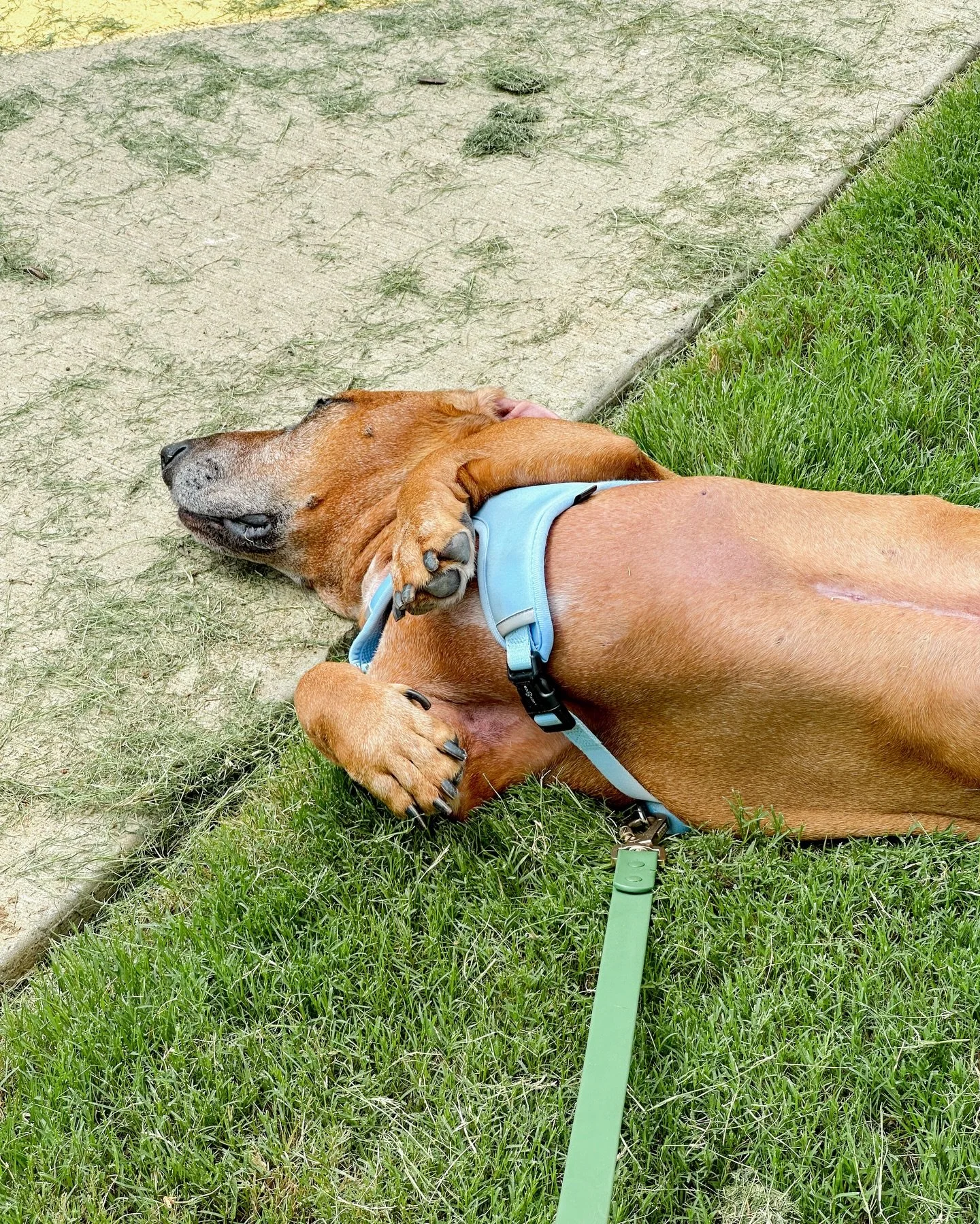 one of otis&rsquo;s very favorite things to do&mdash; spend his walk laying down 😂 we don&rsquo;t blame him haha, and we always coax him to walk at least part of his time outside 🍃 that ground is just too comfortable!

harrisburg nc dog walker and 