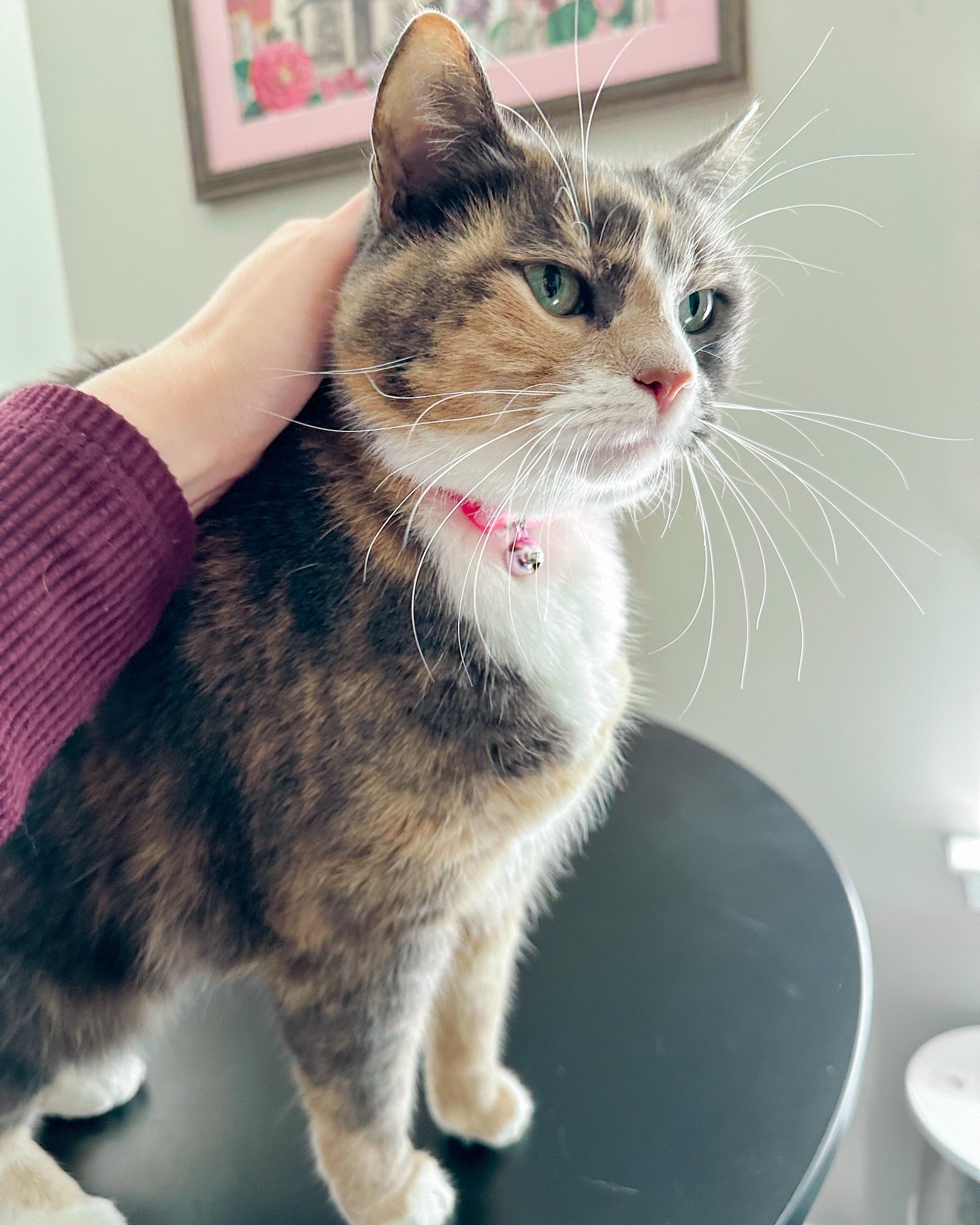 miss primrose loves her cuddles! 🥰

pet sitter harrisburg nc, pet sitter dog walker nc