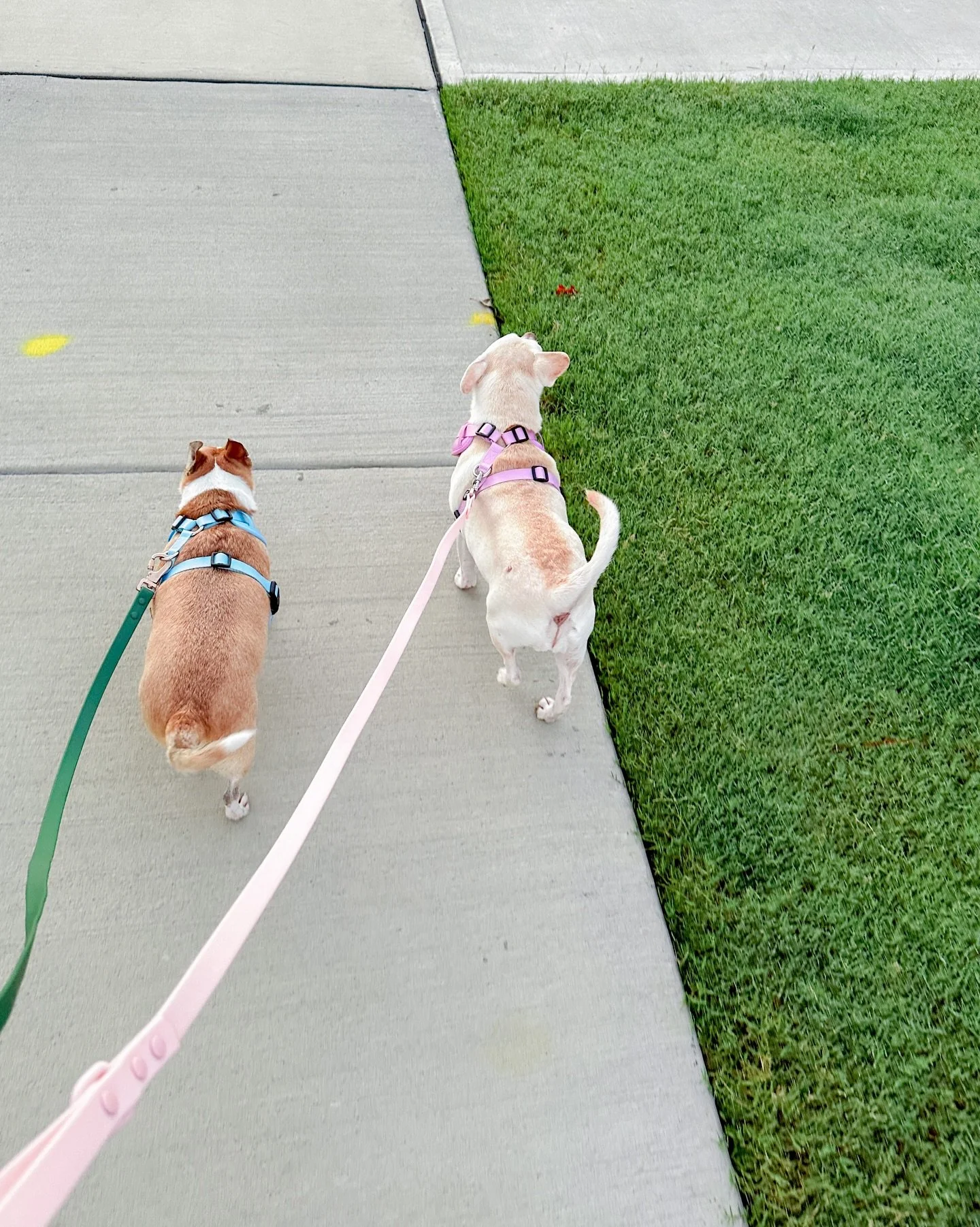 sweet sophie and diego love their walks! 💕🍃

concord nc dog walks, harrisburg nc dog walks, kannapolis nc dog walks