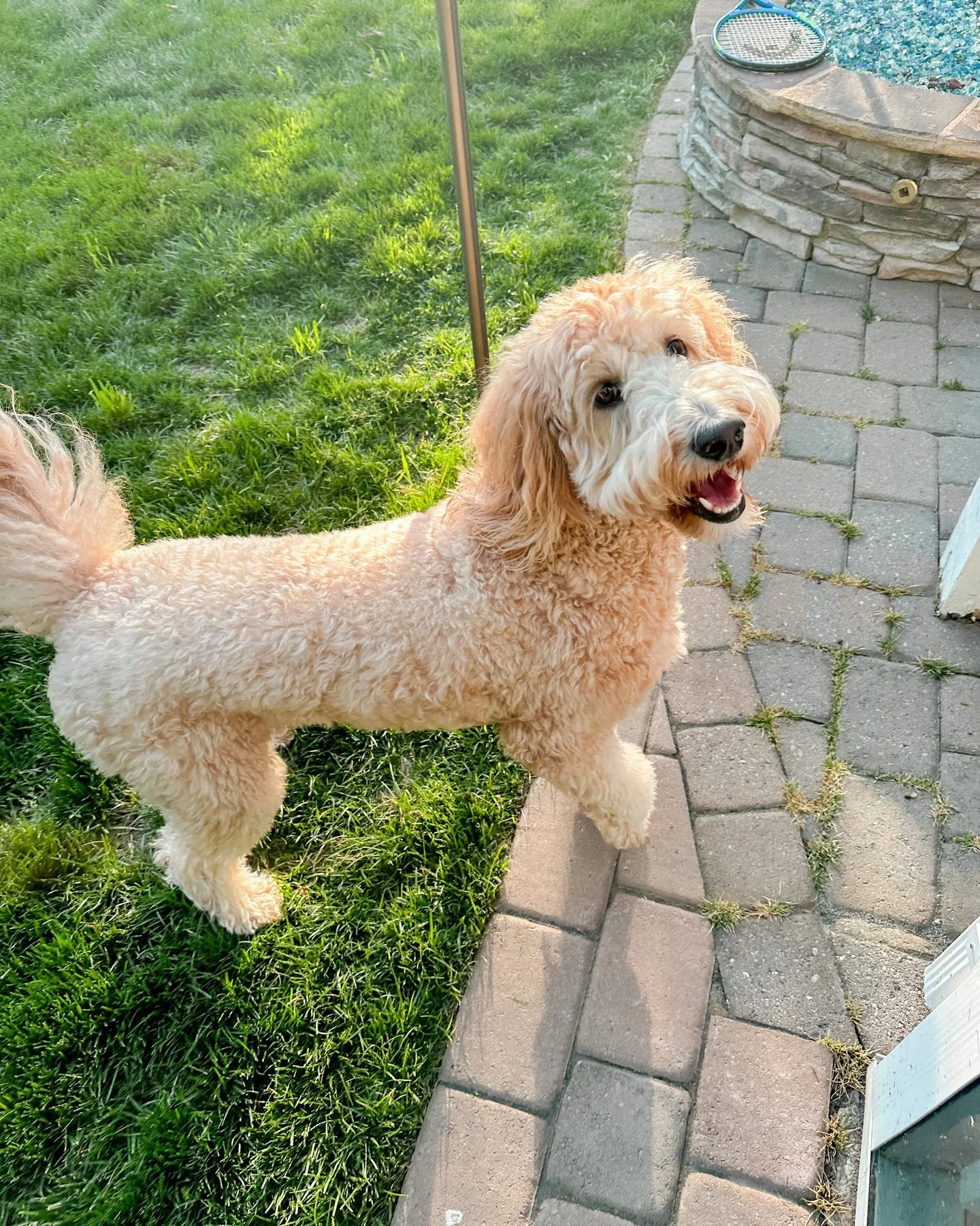 ruby always loves her backyard playtime! 🥰🍃

concord nc pet sitter, harrisburg nc dog walker, kannapolis nc pet sitter