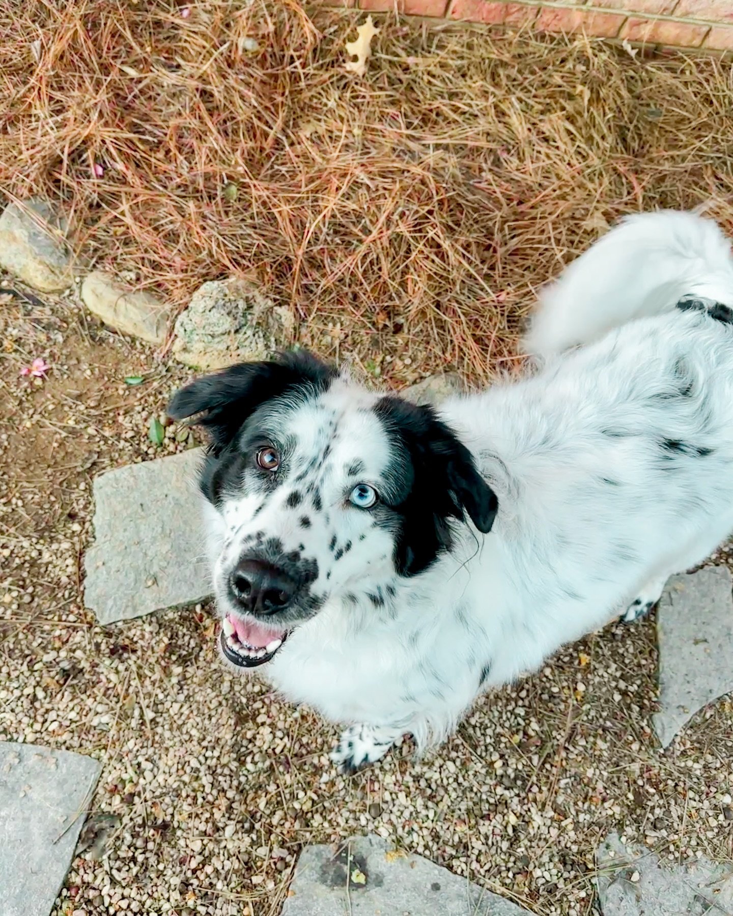 beautiful miss maggie loves her time outside! 🍃💛

harrisburg nc dog walking, concord nc dog walking, kannapolis nc dog walking