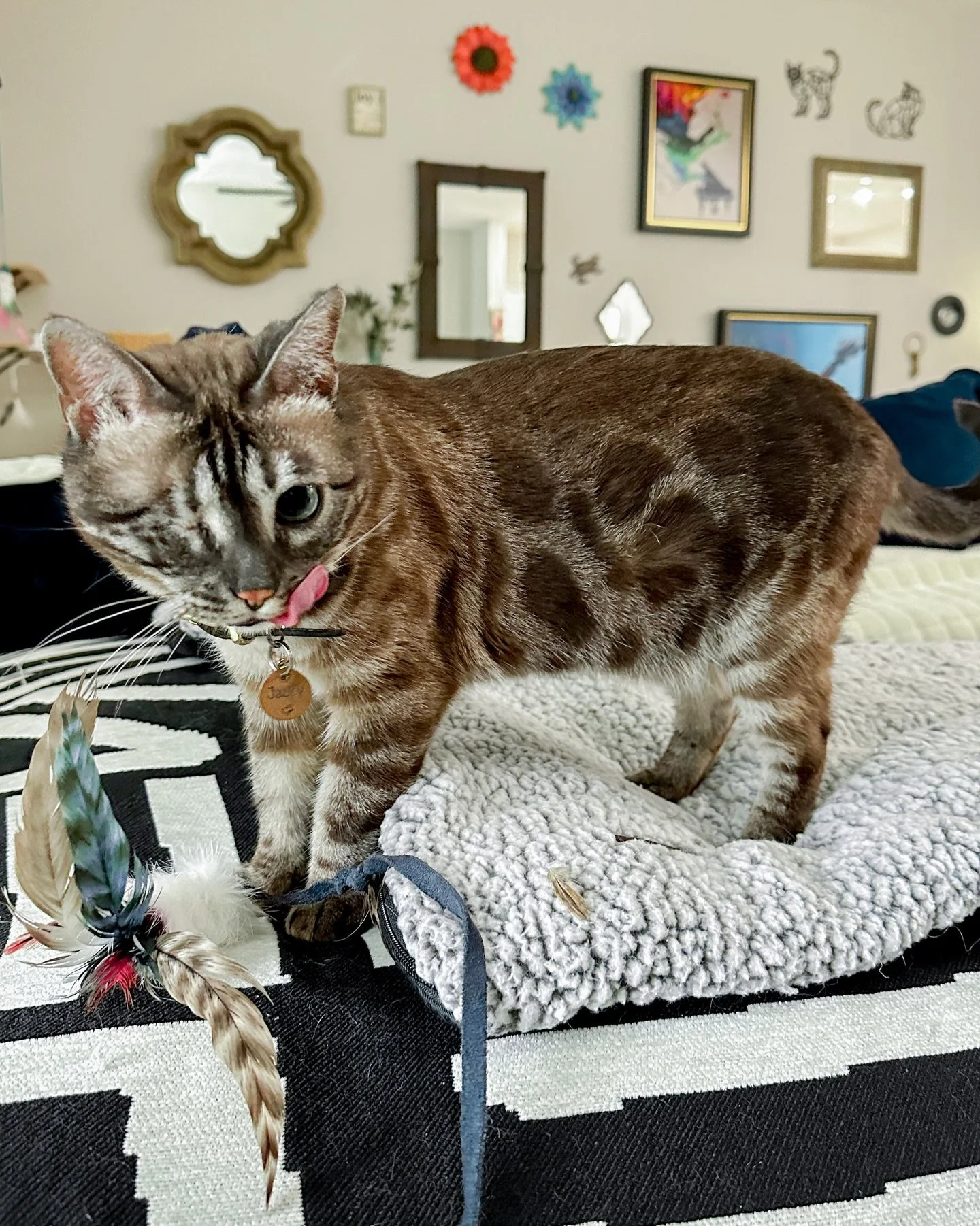 I always love playtime with this spunky sweet little lady 🐾💛

concord nc cat sitter, harrisburg nc cat sitter, kannapolis nc cat sitter