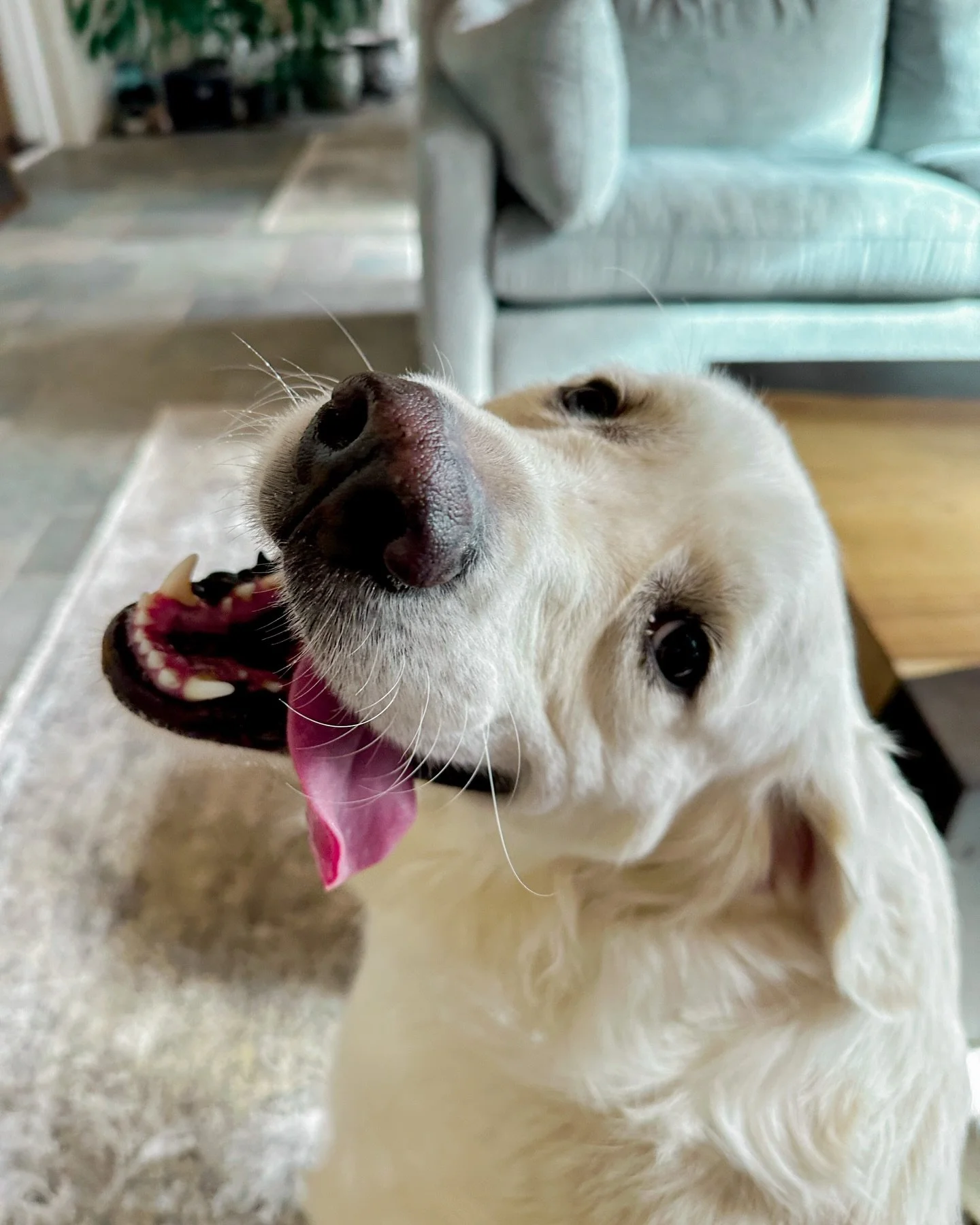 tired but happy 💕🐾

concord nc pet sitter, harrisburg nc dog walker, kannapolis nc pet sitter