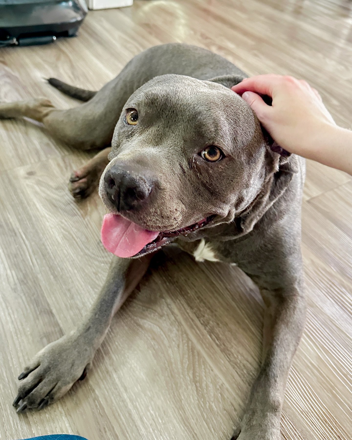 miss bella loves her cuddles 🥰 

harrisburg nc pet sitter, concord nc pet sitter, kannapolis nc pet sitter