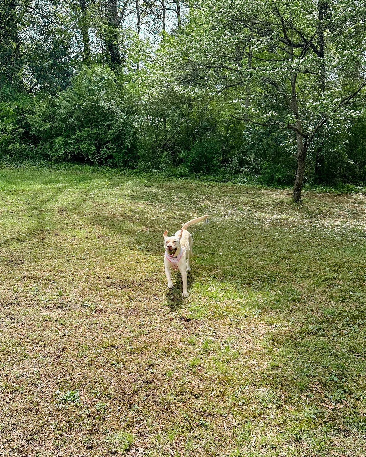 hazel would run after balls all day if she could! 🎾🐾💕

harrisburg nc pet sitting, concord nc pet sitting, kannapolis nc pet sitting
