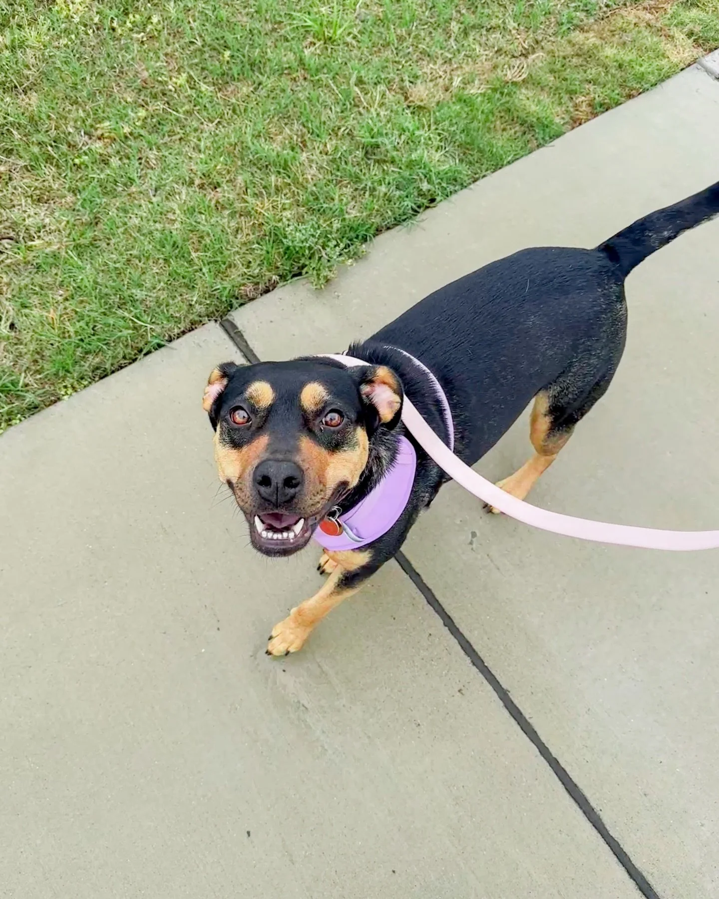 rainy day walks with sweet miss peach 🥰🌧️

concord nc dog walking, harrisburg nc pet sitting, kannapolis nc dog walking