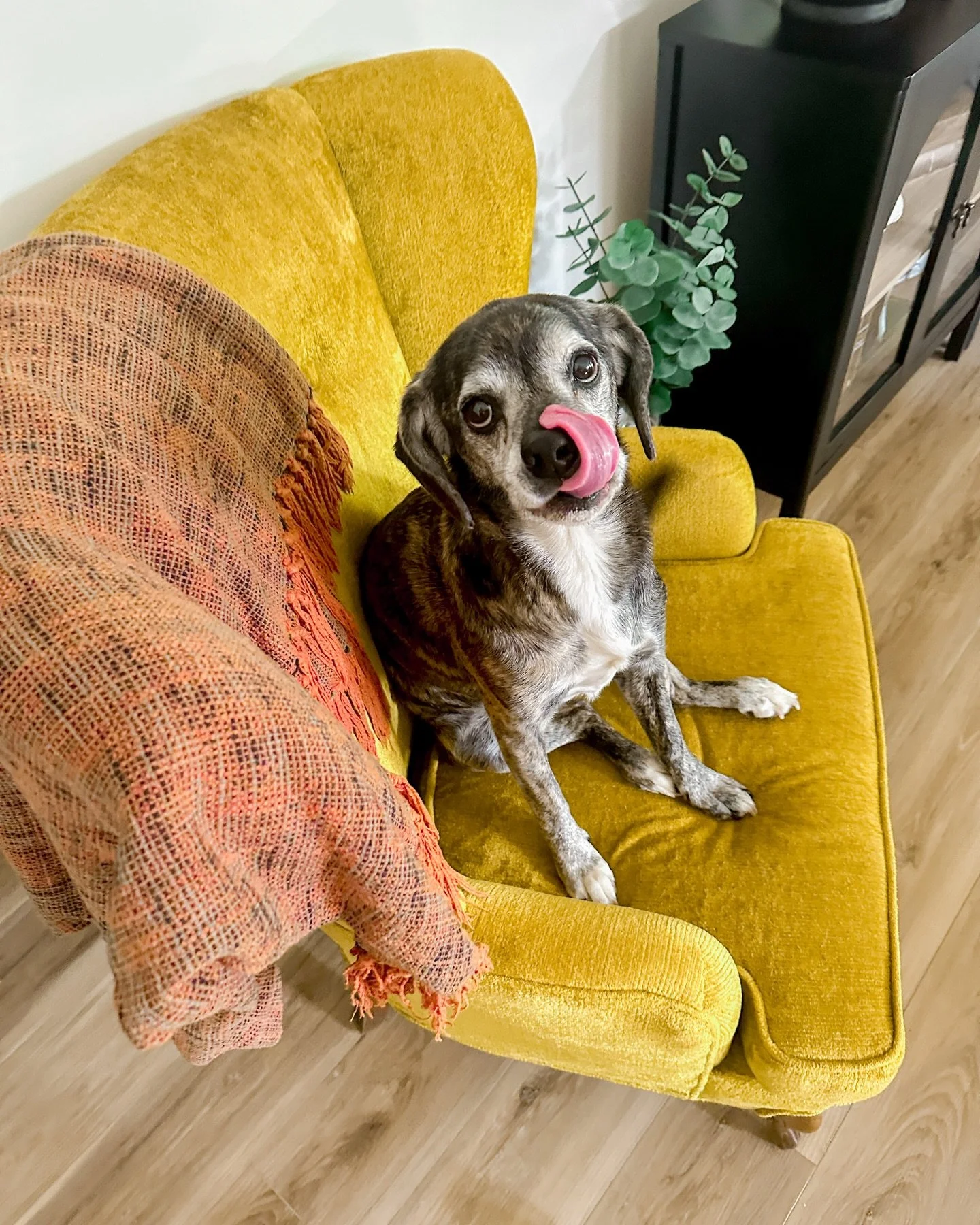 sweet miss cora 💛 waiting for me to finish cleaning up her breakfast bowl so we can go cuddle 🥰 

harrisburg nc pet sitting, concord nc pet sitting, kannapolis nc pet sitting