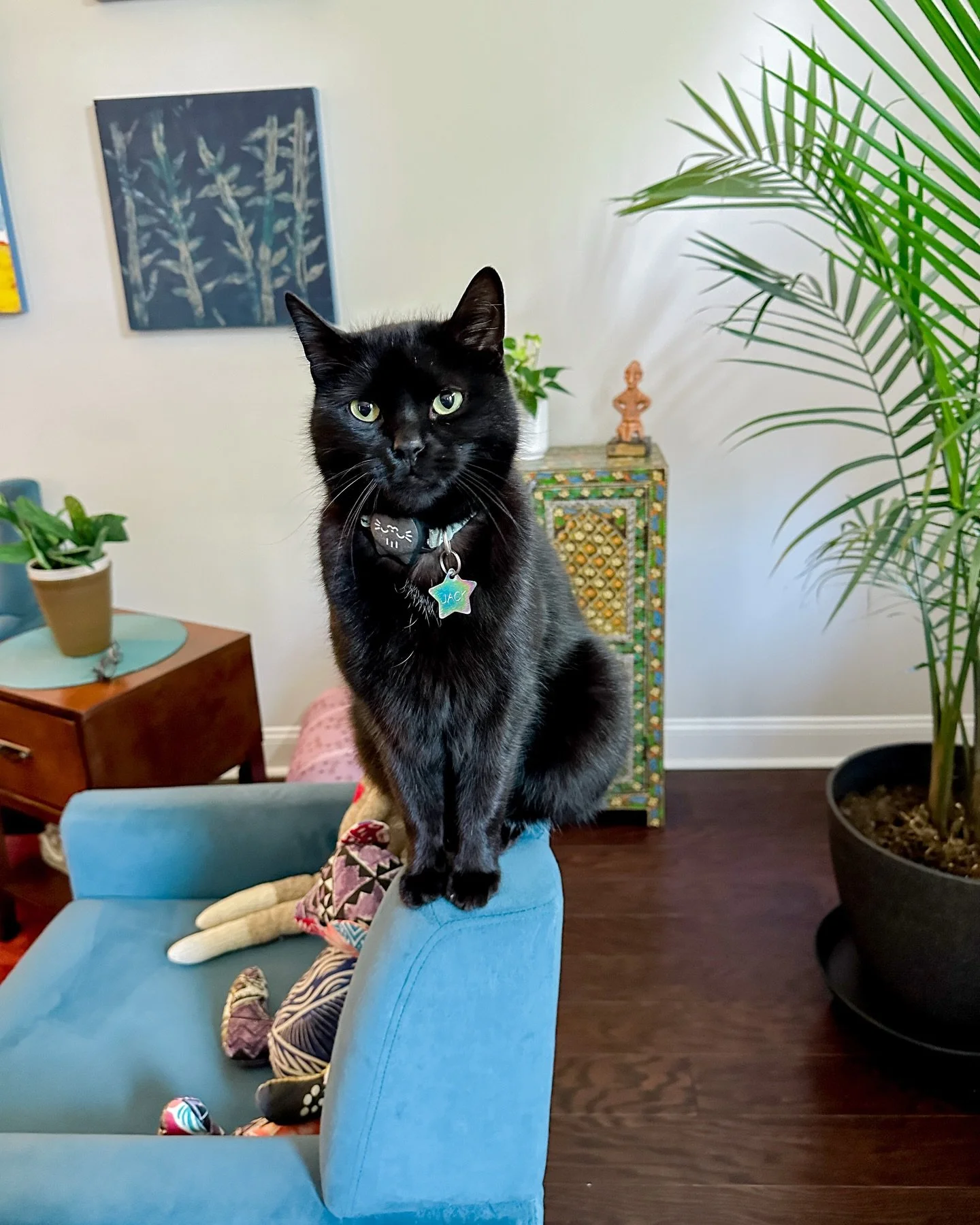 mr. jack, waiting patiently for his breakfast 🐾💛

charlotte pet sitting, mint hill pet sitting, concord pet sitting, kannapolis pet sitting, harrisburg pet sitting