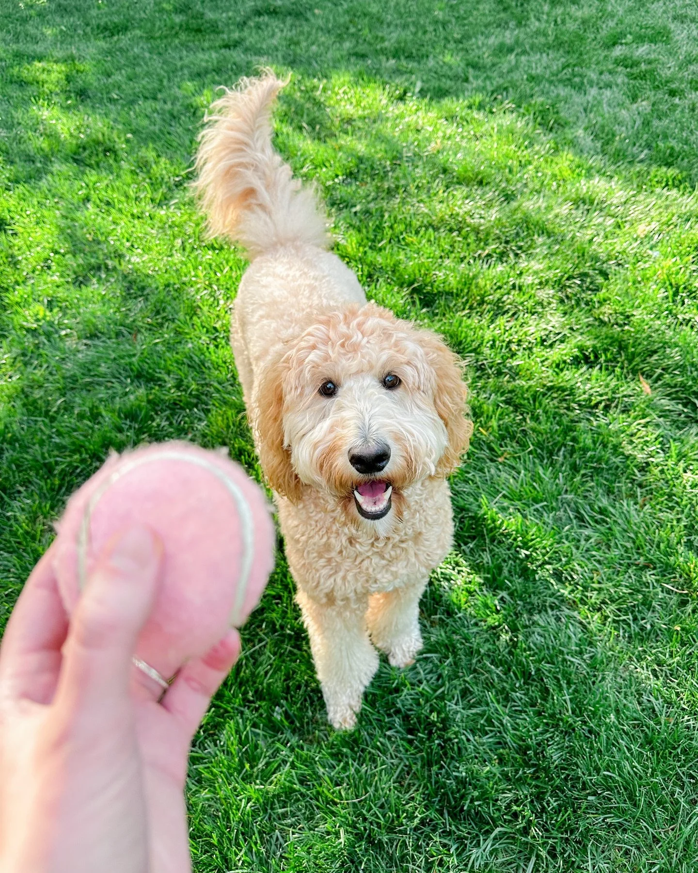 it&rsquo;s a beautiful day for playing ball! 🍃🌸🐾

mint hill pet sitting, harrisburg pet sitting, concord pet sitting, kannapolis pet sitting, charlotte pet sitting