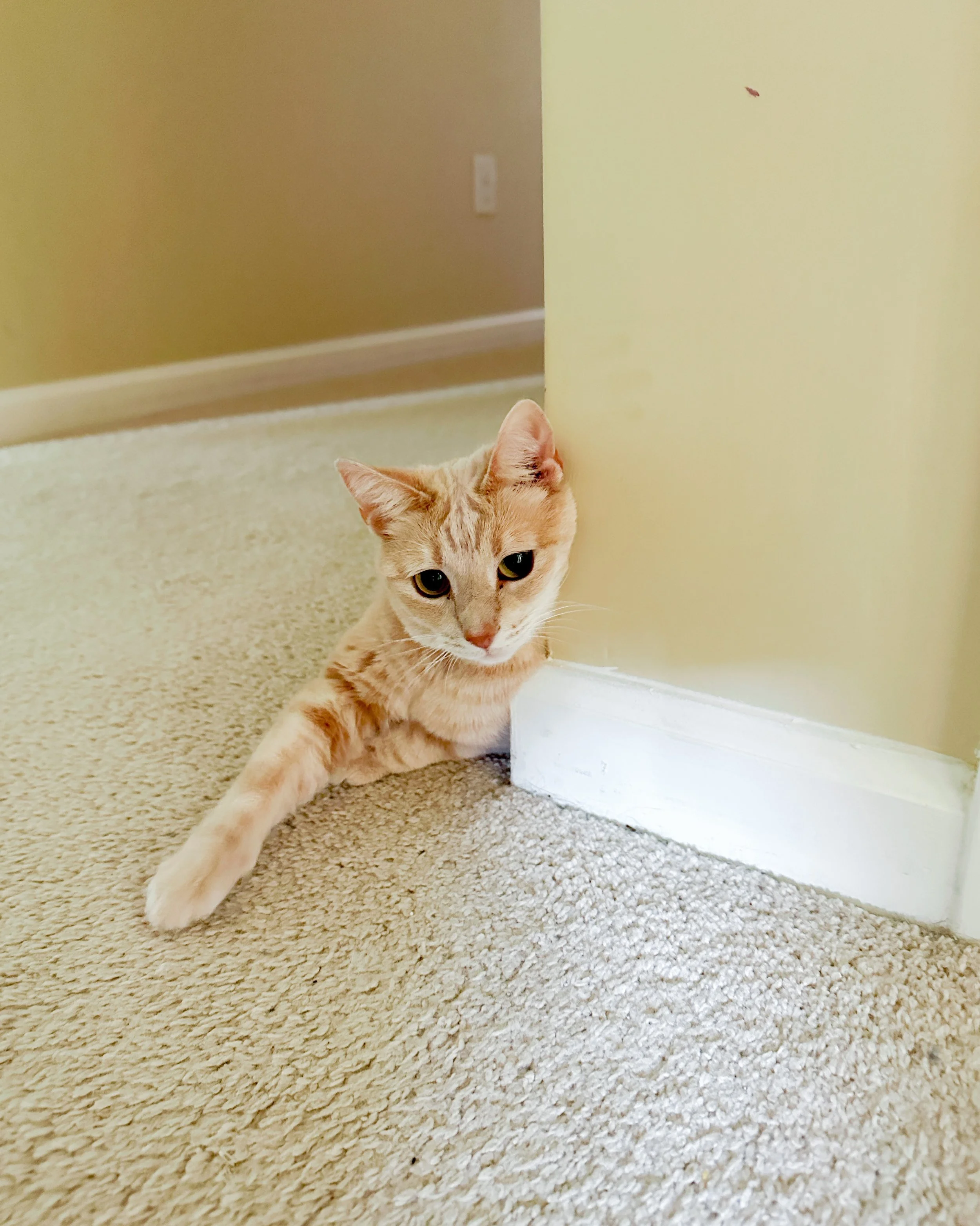 good morning from sweet miss nala 💛🐾

charlotte nc cat sitter, harrisburg nc pet sitting, concord pet sitter, mint hill pet sitter, kannapolis pet sitting