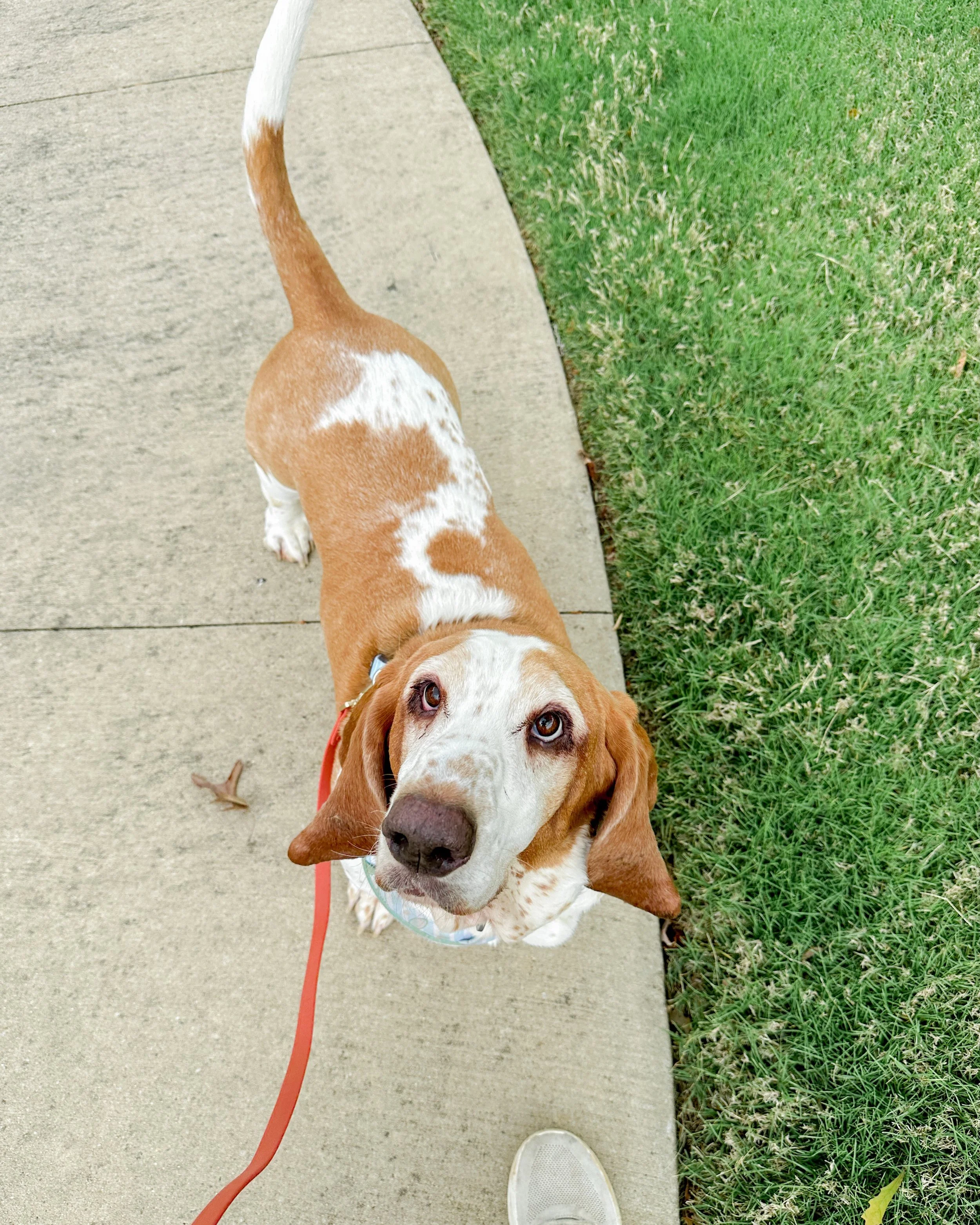 teddy&rsquo;s face when he sees you have a lil treat 🐾💛

harrisburg dog walking, charlotte dog walking