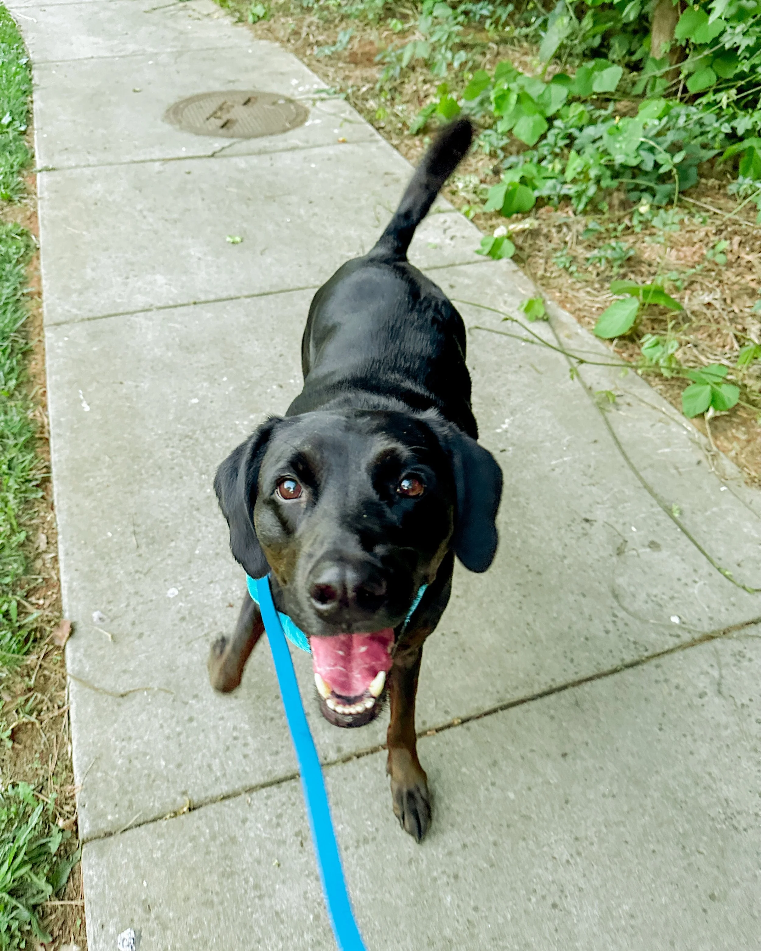 sweet charley loves sniffing around on his walks! 🍃💛

concord nc dog walking, harrisburg nc pet sitting, kannapolis nc dog walking, charlotte nc pet sitting