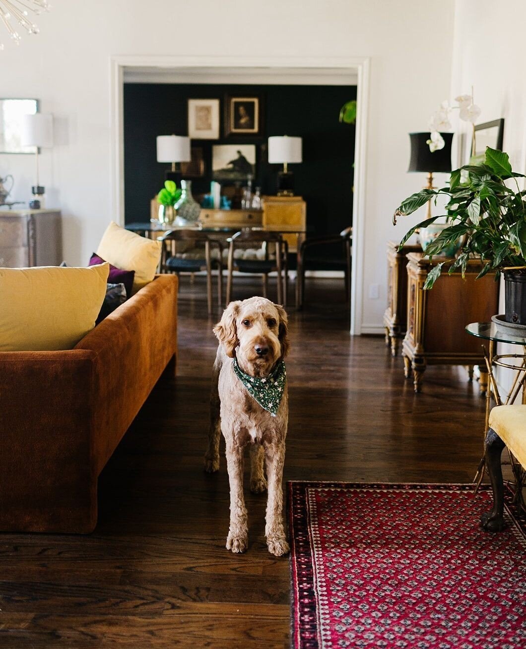 When we say we're designing spaces that are authentically you, that means we're designing for the ones you love, too! 🐾