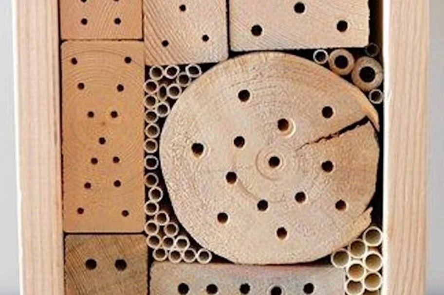 Secret Lives of Insects