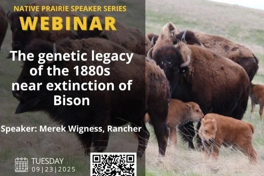 The Genetic Legacy of the 1880s Near Extinction of Bison