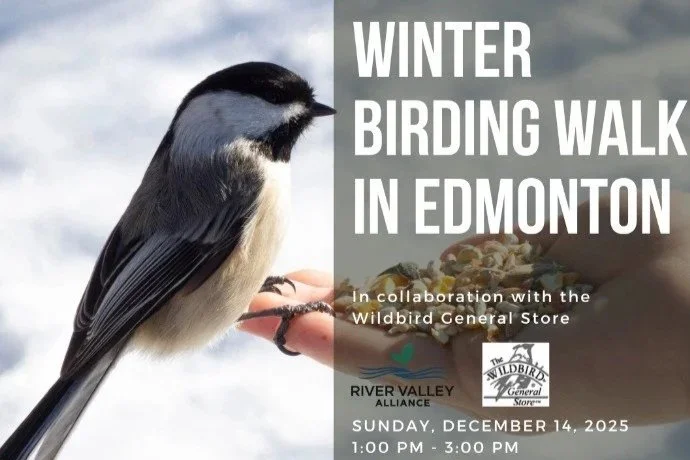 Christmas Bird Count Walk