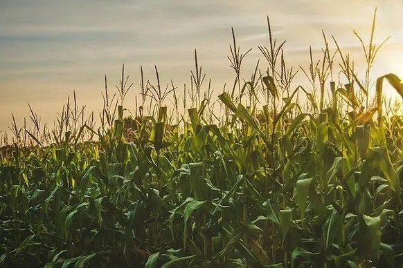 Financial Literacy for Organic Grain Operations
