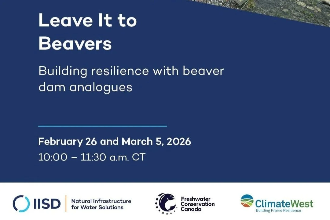 Leave It to Beavers: Building resilience with beaver dam analogues