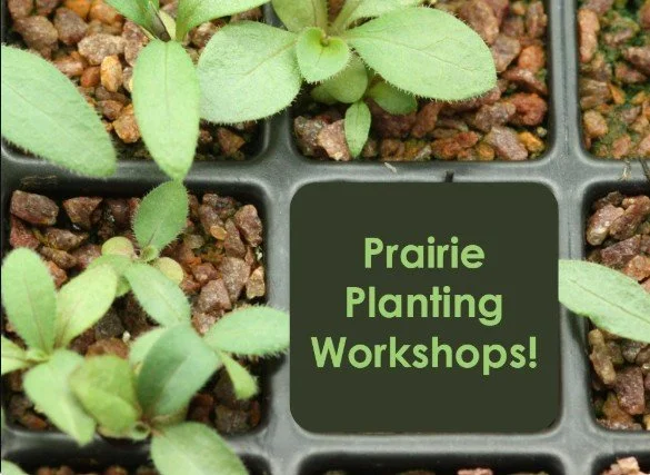 Introduction to Planting Native Manitoba Wildflowers, Grasses &amp; Shrubs (In person &amp; online)