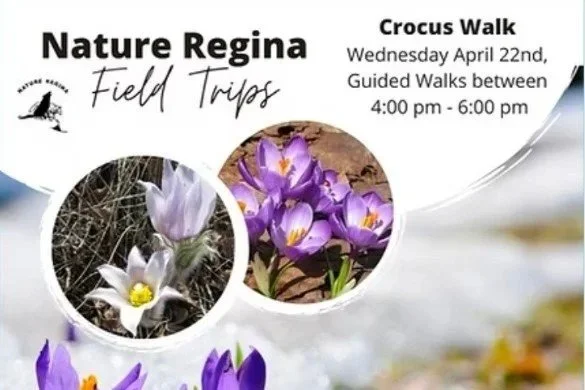 3rd Annual Spring Crocus Walk