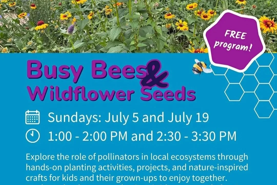 Busy Bees & Wildflower Seeds (Copy)