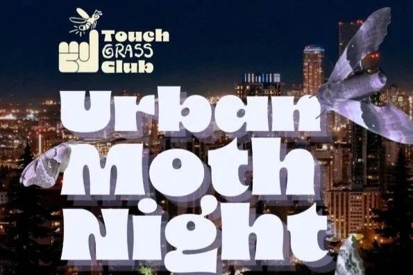 Urban Moth Night