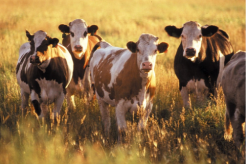 2027 Organic Farming  Conference and Trade Show in La Crete