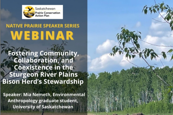 Fostering Community, Collaboration, and Coexistence in the Sturgeon River Plains Bison Herd’s Stewardship