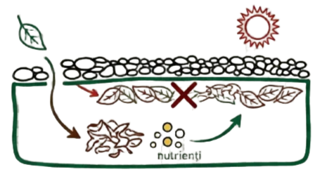 organic matter decomposition, leaf litter, soil surface layer, nutrient cycling, mulch effect, Avesium