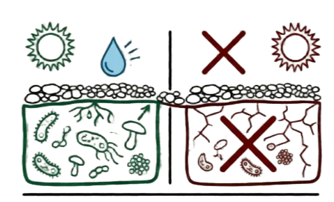 soil biological activity, earthworms, decomposition, nutrient cycling, soil ecosystem, garden life, Avesium