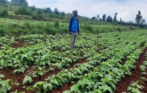Our Journey to Food Security: How We Transformed Our Communities Through Quality Bean Seeds